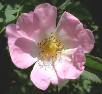 Rose 01